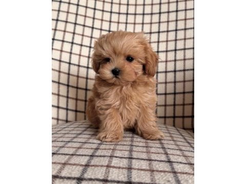 Yüz güzeli maltipoo yavruları