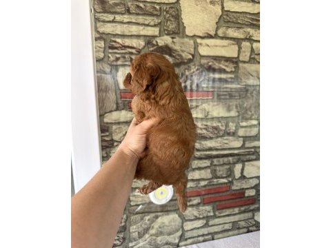 Toy poodle köpeğimiz
