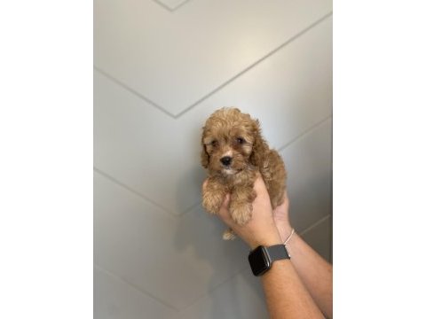 Evde doğma şov kalite maltipoo yavrular