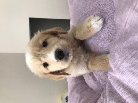 İki aylık golden retriever yavruları