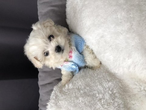 Pamuk prenses köpeğimiz