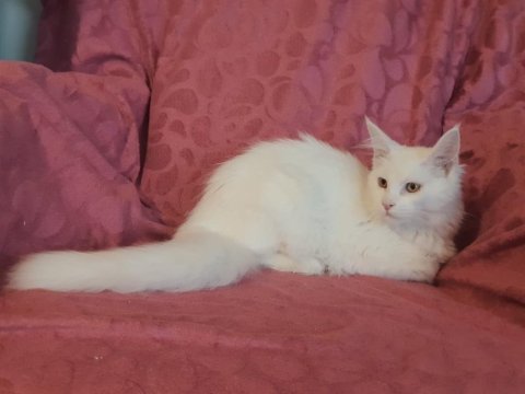 Mainecoon beyaz disi