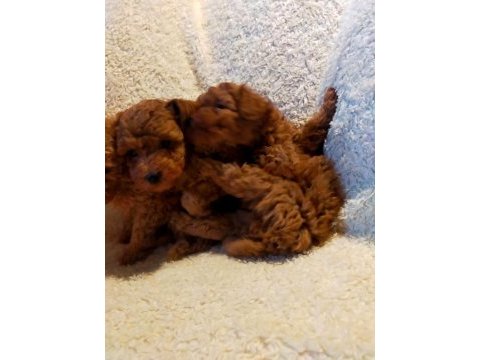 Ankaranın en seçkin redbrown toy poodle yavrularımız