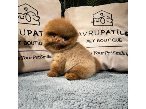 Irk ve sağlık garantili pomeranian yavrular