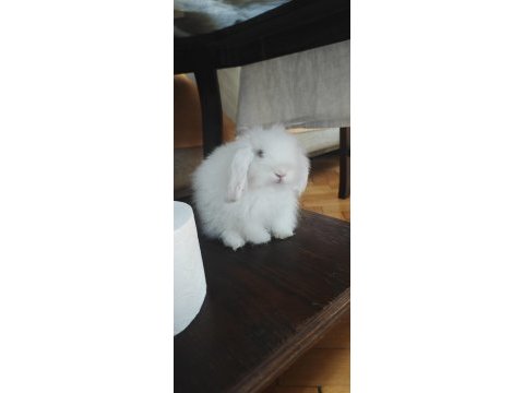 Safkan hollanda teddy lop tavşanı ücretsiz