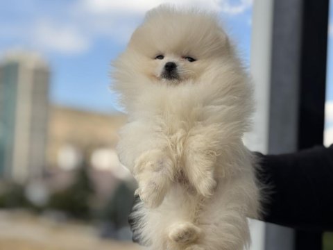 Yasal çiftlikde ziyarete açık pomeranian boo