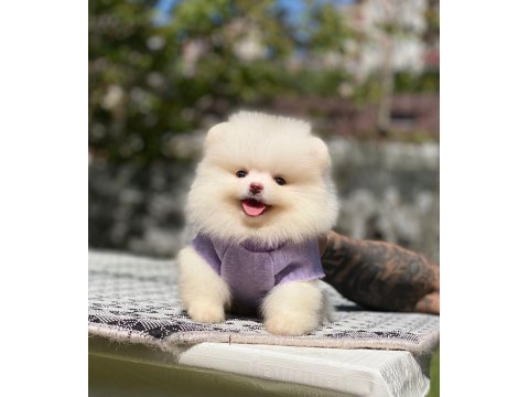 Pomeranian boo 2.5 aylık dişi erkek
