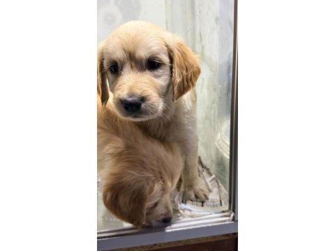 Anne altından 2 adet dişi golden retriever bebekler