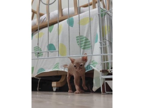 Sphynx home old yavrular