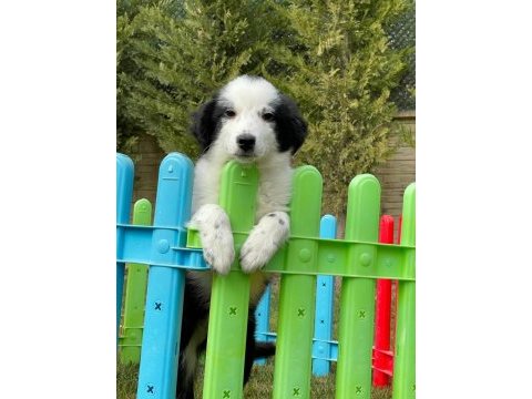 Border collie yavruları aşıları tam