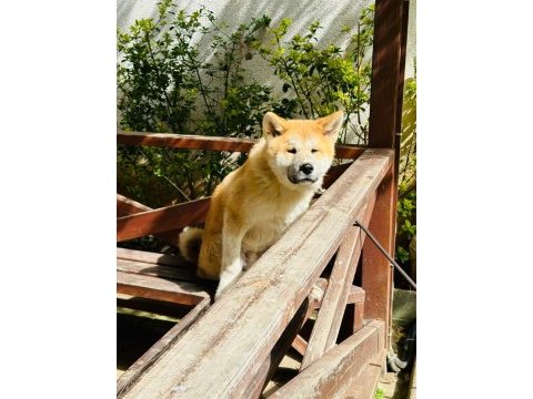 Akita inu erkek yavru