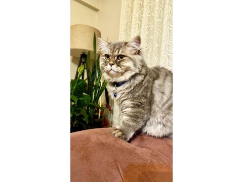 2 yaşında chinchilla cinsi kedimiz