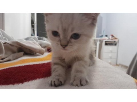 Kedimizi sahiplendirme