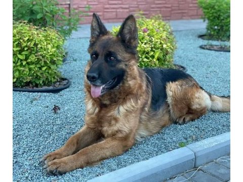 Alman kurdu köpeği yavrularımız