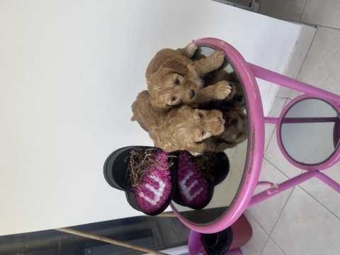 Maltipoo yavrularımız