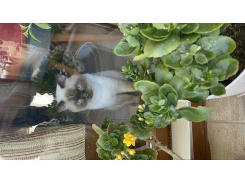 British shorthair blue point erkek kedimiz
