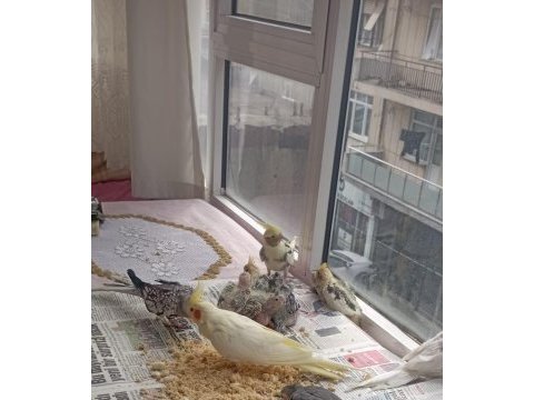 Ele alışık pied grey lutino sultanlar el besleme