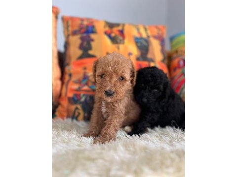 Her eve poodle
