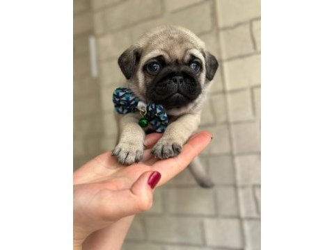 Rezerveye açık pug yavrular