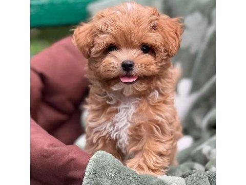 Mini boy maltipoo yavrular ankara