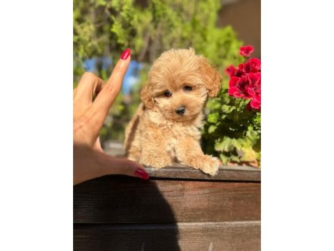 Orjinal güler yüzlü maltipoo yavrum