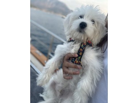 Dünya tatlı oglum maltese