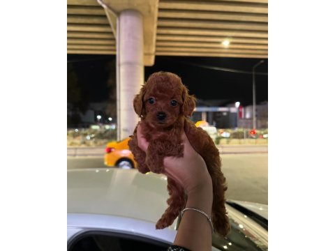 Kore kan toy poodle bebekler