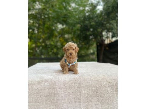 2 aylık maltipoo yavru