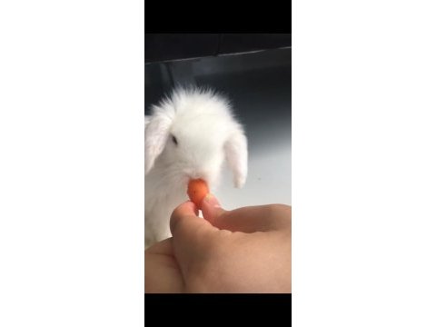 Yavru hollanda lop tavşanı 1 aylık