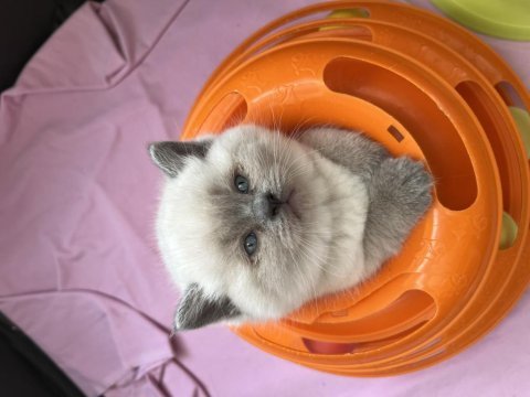 British shorthair kardeşler