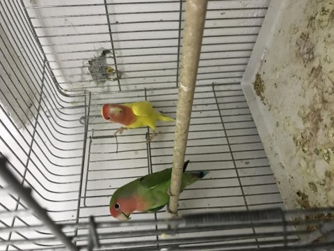 Sevda papağanı çift