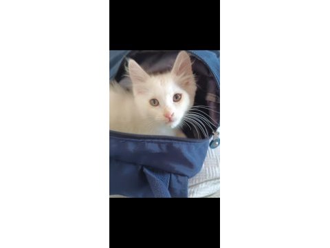 Erkek ankara kedisi yavru