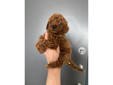 Toy poodle yavrularim orijinal