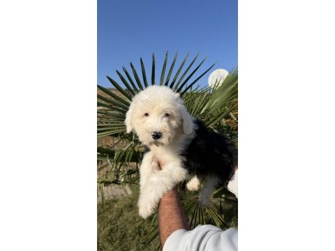 Nadir ırk - bobtail - old english sheep dog