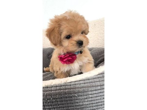 Üst kalite maltipoo bebekler