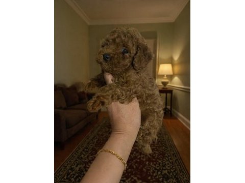 Evde bakılan sağlık ve ırk garantili poodle bebek
