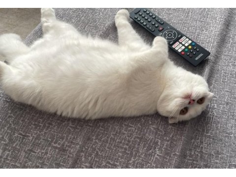 Bakımlı scottish fold 1 yaşında