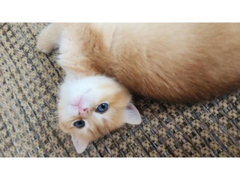 Safkan british shorthair golden bebekler