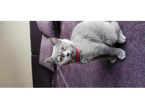 British shorthair /eskişehir