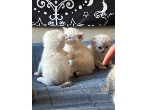 Birbirinden güzel british shorthair bebeklerimiz