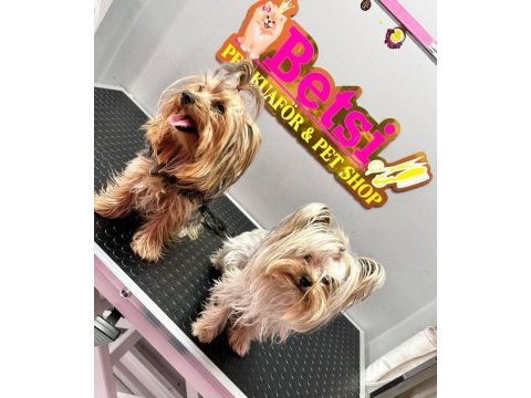 Teacup yorkshire terrier bebekler antalya
