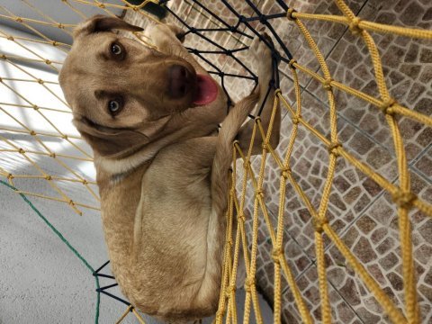 Fındık çok akıllı yavru köpeğimiz