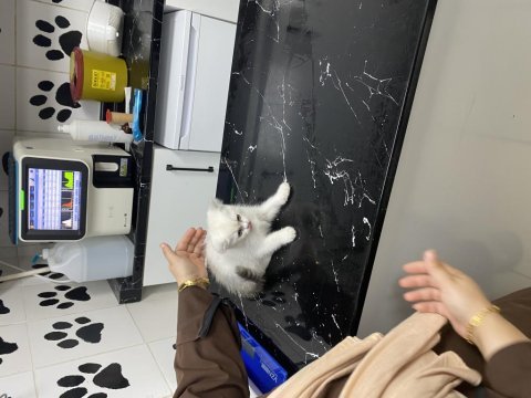 2 aylık pamuk gibi kedimiz sahibini arıyor