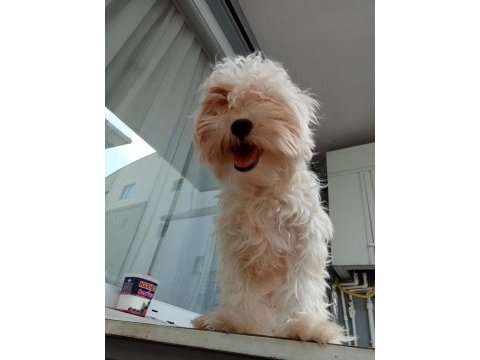 10 aylık tuvalet eğitimli dişi maltese