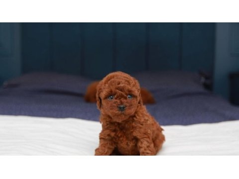 Evde baktığımız kendi yavrularımız toy poodle