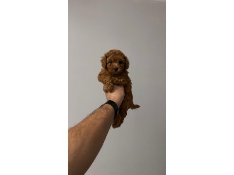 Sağlık ve ırk garantili toy poodle yavrularımız