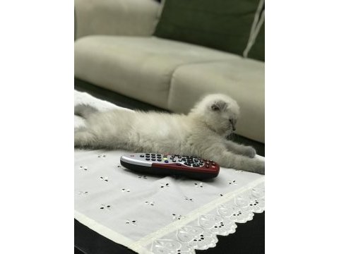 Minik scottish fold erkeğimize yeni yuva