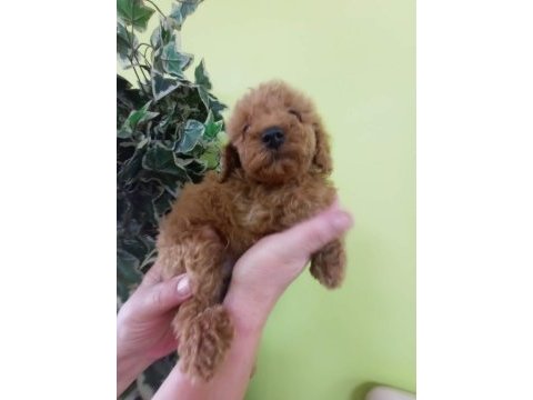 Kaliteli toy poodle yavrular renkler mevcut