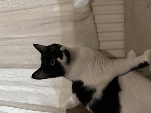 4 aylık evcil insana alışık yavru kedimiz