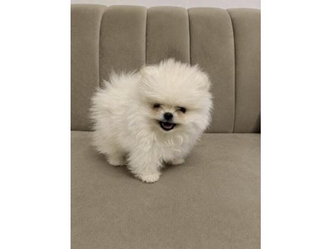 Pomeranian boo teddy bear